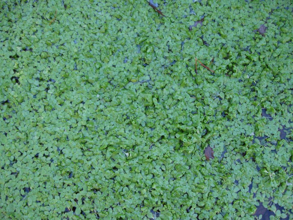 Free Image of on the water 