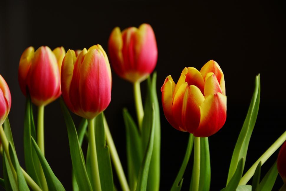 Free Image of Tulip Flowers Free Stock Photo 