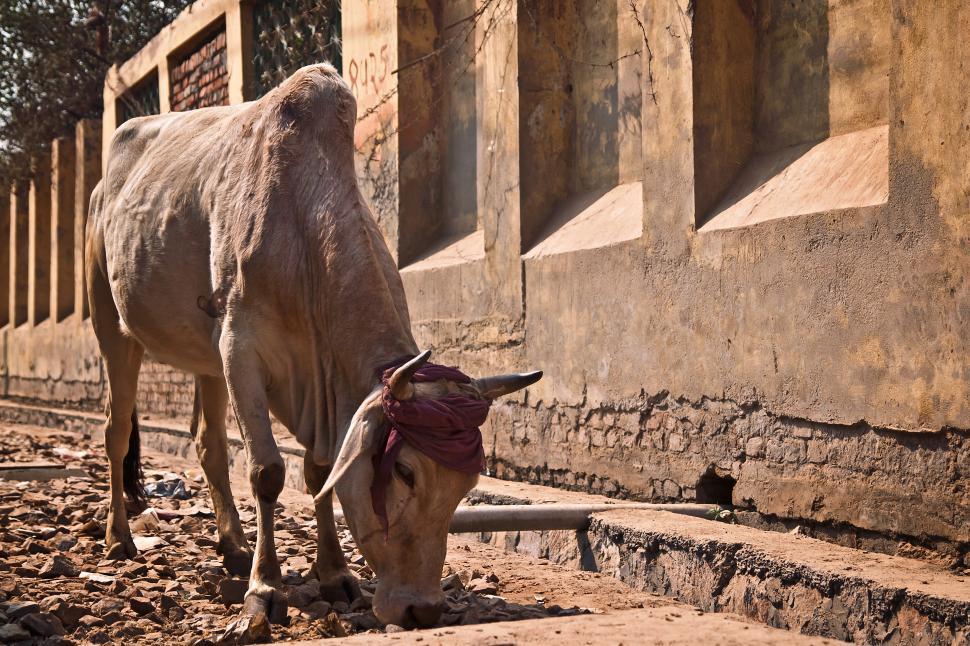 Free Image of A cow eating on the ground 
