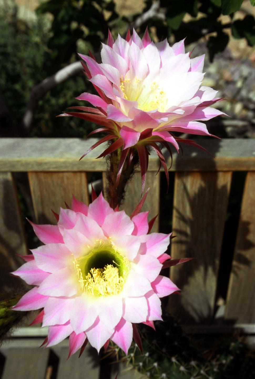 Free Image of Large Cactus Blooms 