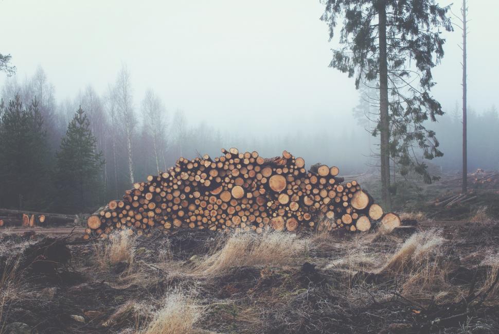 Free Image of A pile of logs in a forest 