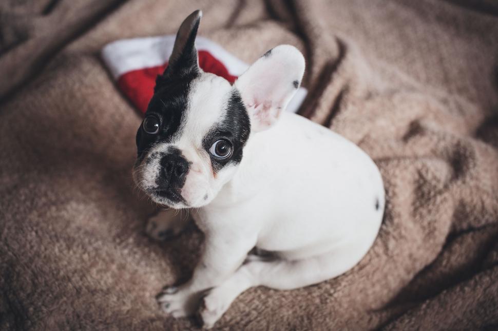Free Image of A dog sitting on a blanket 