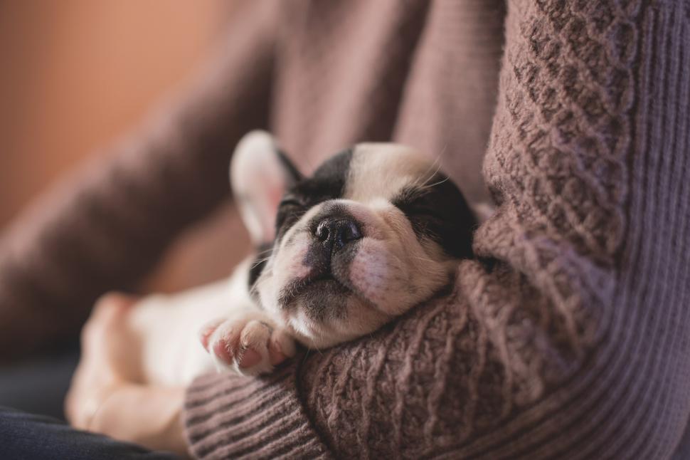 Free Image of A person holding a puppy 