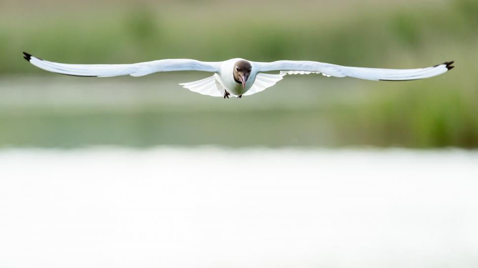 Free Image of A bird flying in the air 