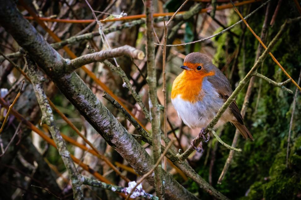 Free Image of A bird sitting on a branch 