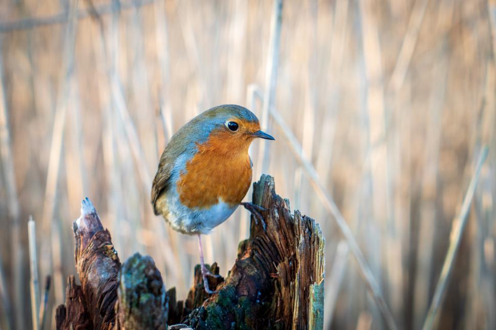 Free Image of A bird standing on a tree stump 