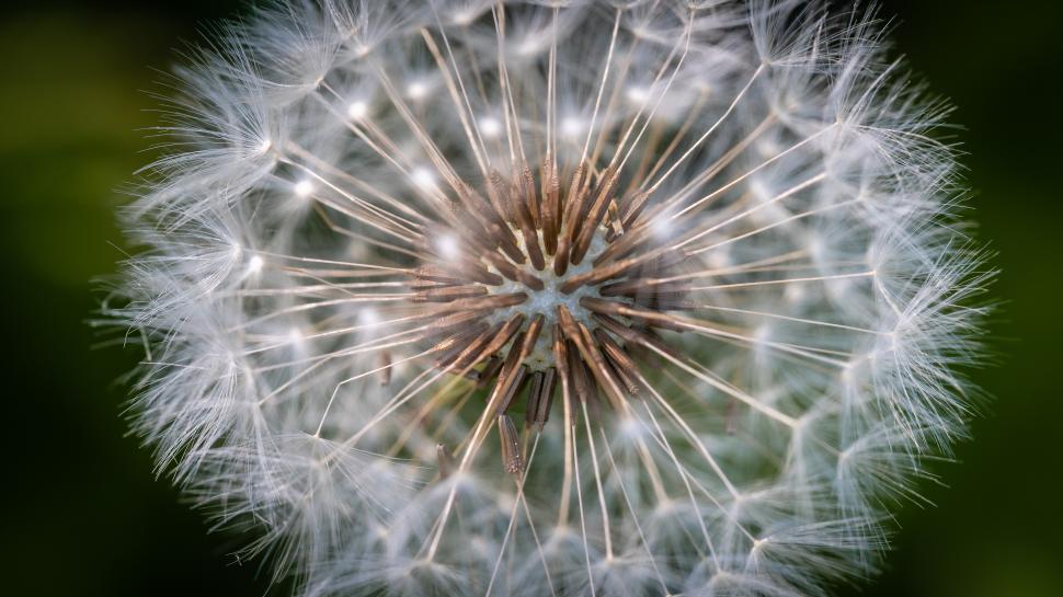 Free Image of A close up of a dandelion 