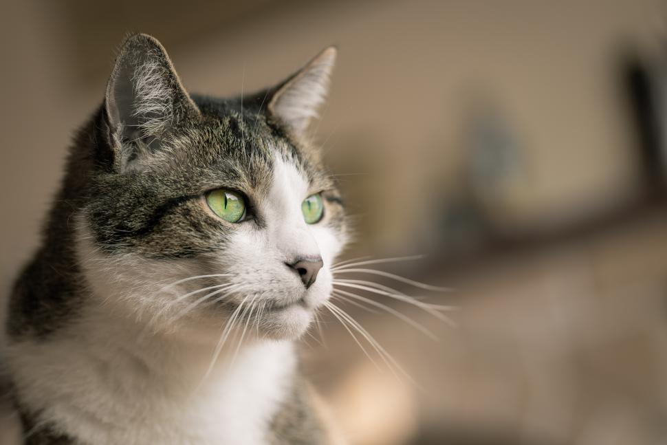 Free Image of A close up of a cat 