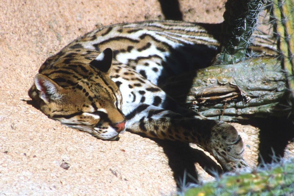 Free Image of Sleeping ocelot 