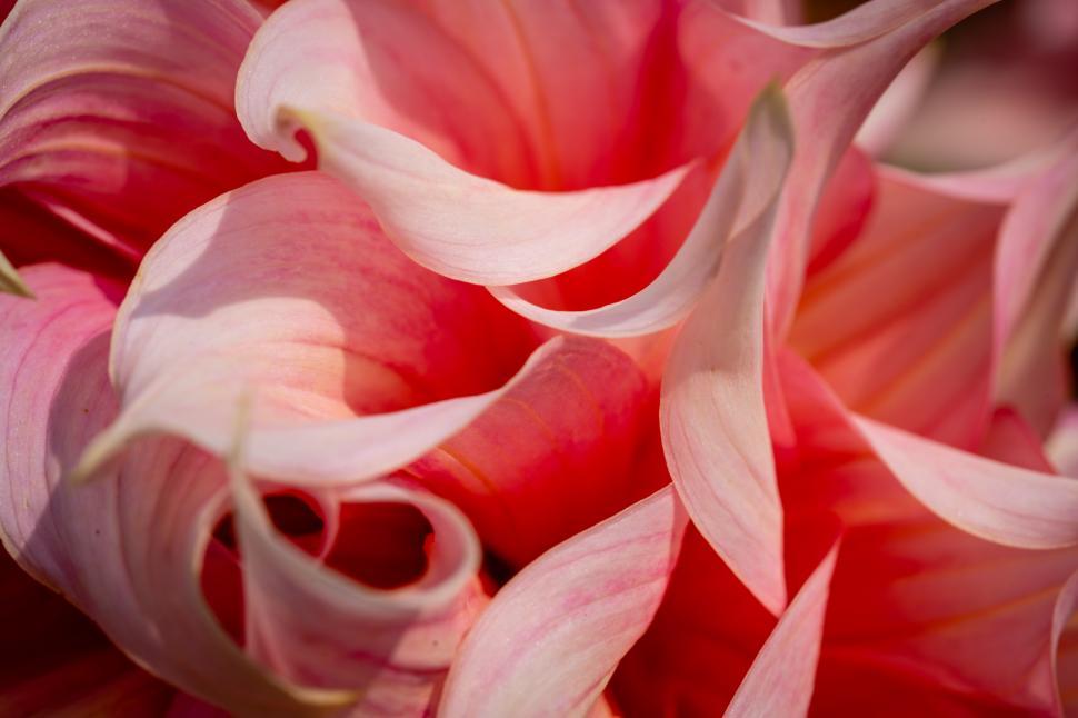 Free Image of A close up of a pink flower 