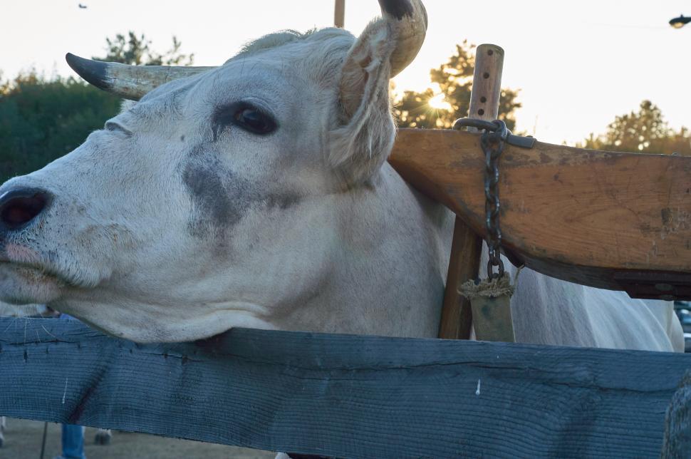 Free Image of A cow with horns leaning over a fence 
