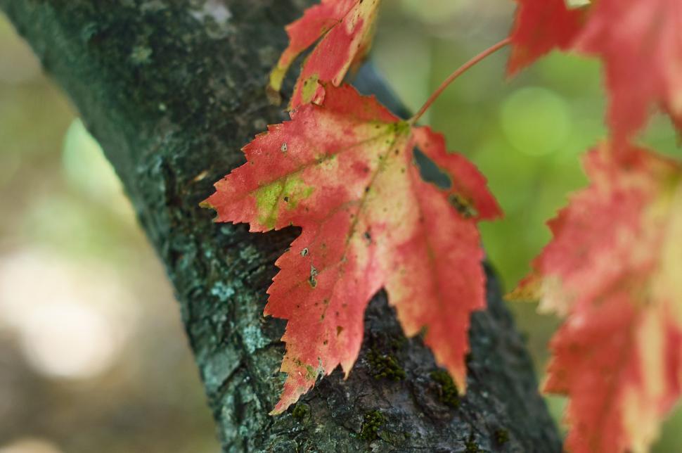 Free Image of A close up of a leaf 