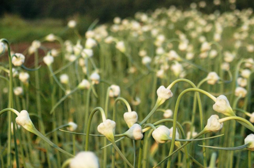 Free Image of A close up of white flowers 