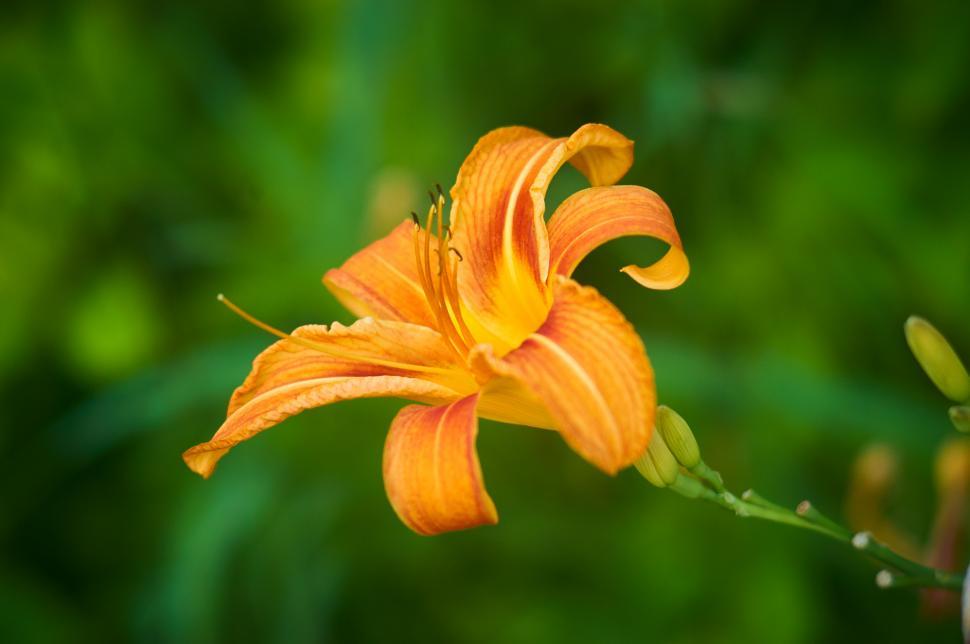 Free Image of A close up of a flower 
