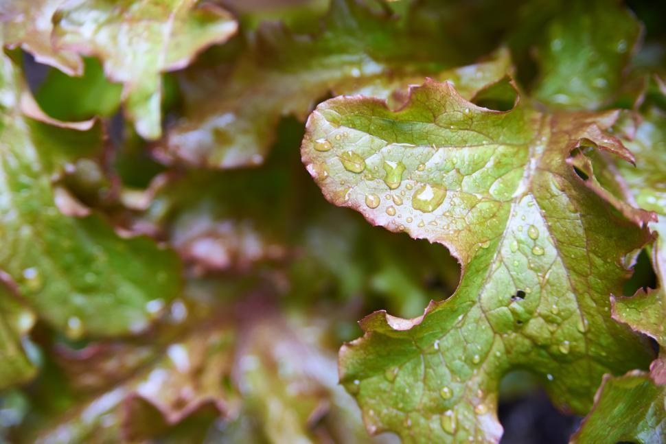 Free Image of A close up of a leaf 