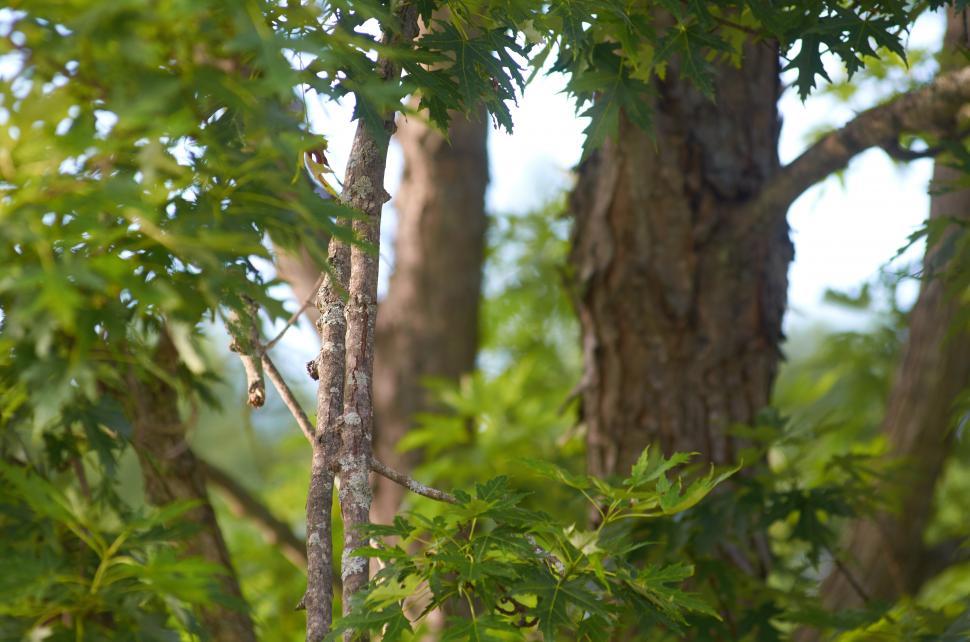 Free Image of A tree with green leaves 