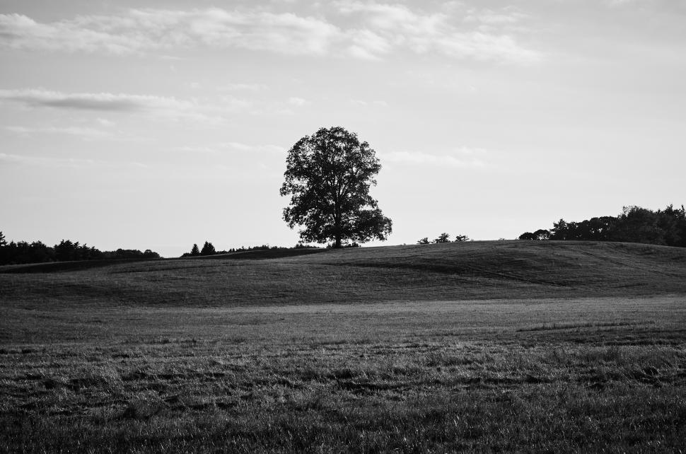Free Image of A tree on a hill 