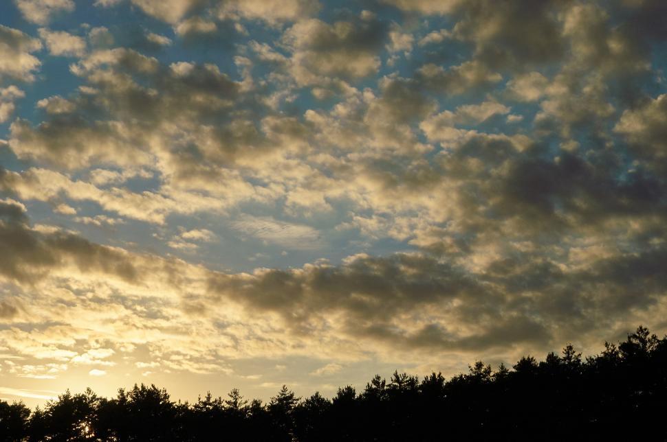Free Image of A group of trees in the sky 