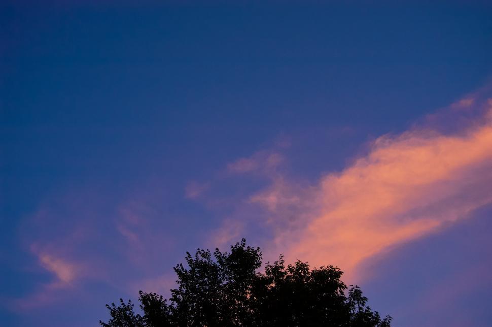 Free Image of A tree and blue sky 