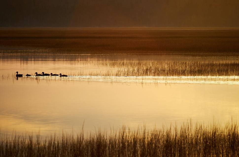 Free Image of A group of ducks swimming in a lake 