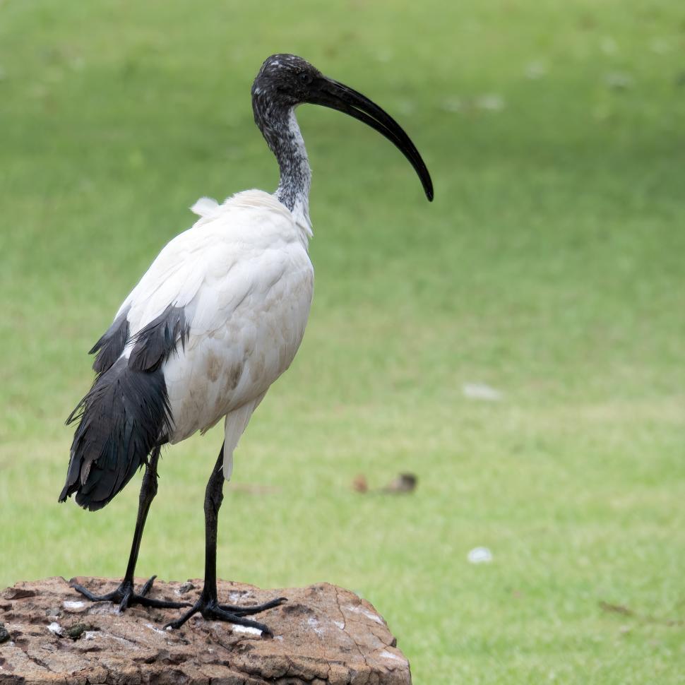 Free Image of Egyptian Ibis  