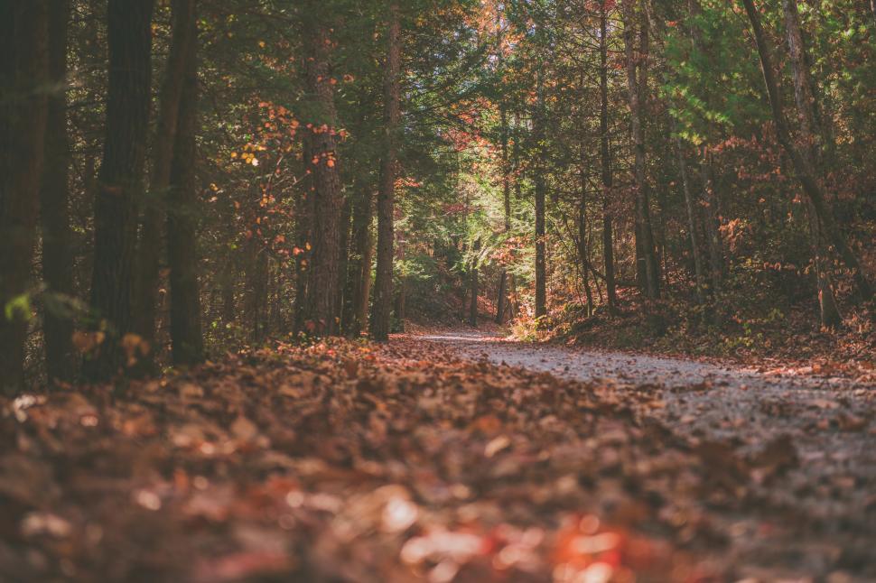 Free Image of A path through a forest 