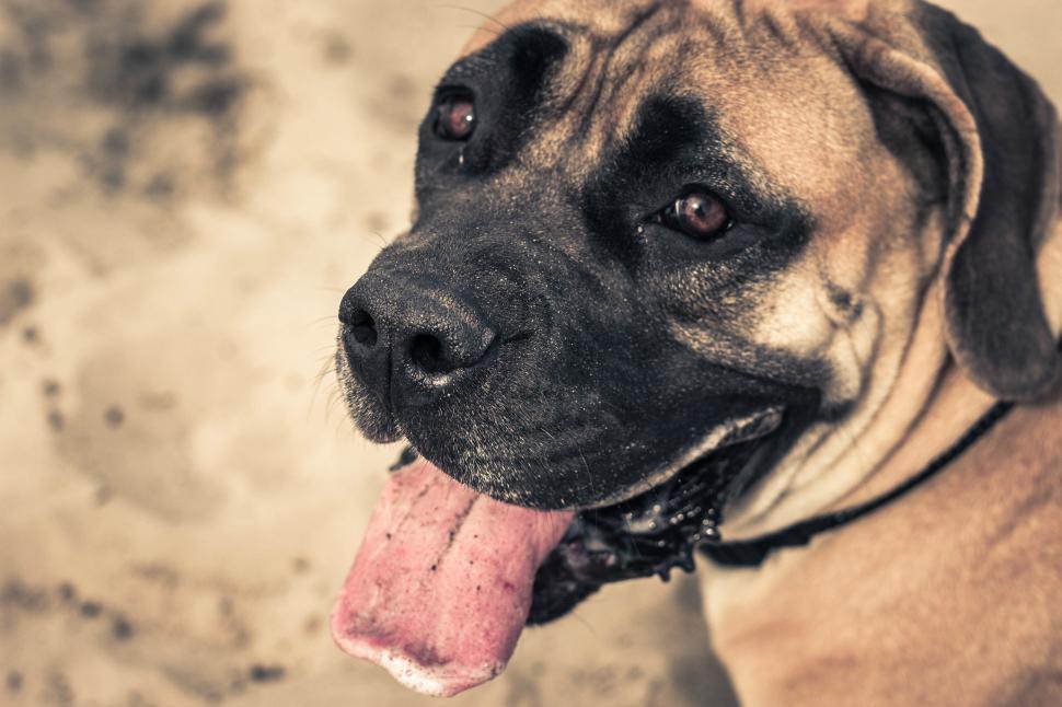 Free Image of A dog with its tongue out 