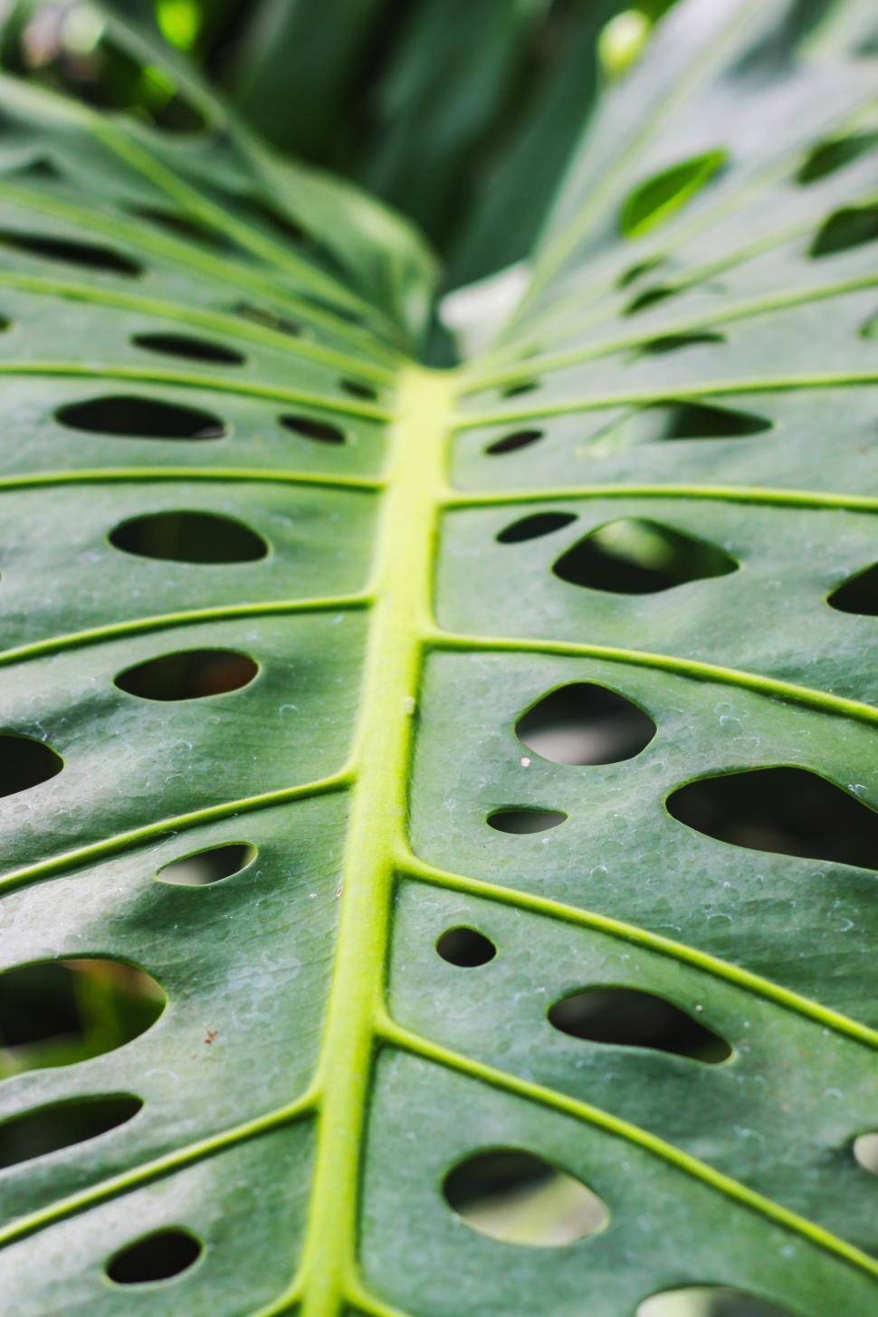 Free Image of A close up of a leaf 