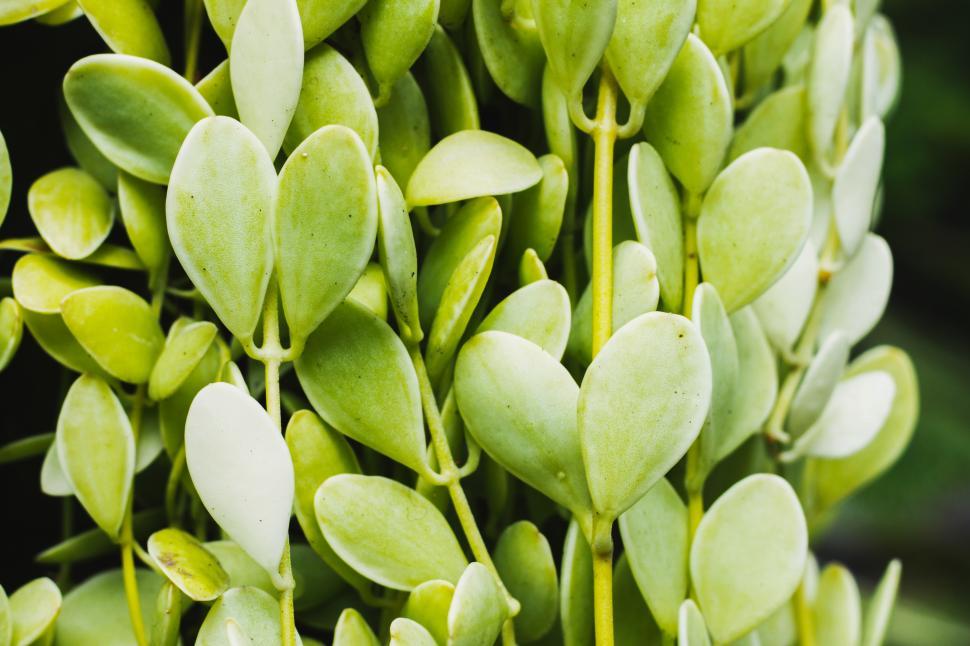 Free Image of A close up of leaves 