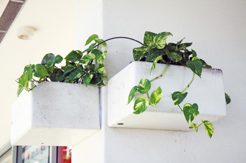 Free Image of A plant in a planter 