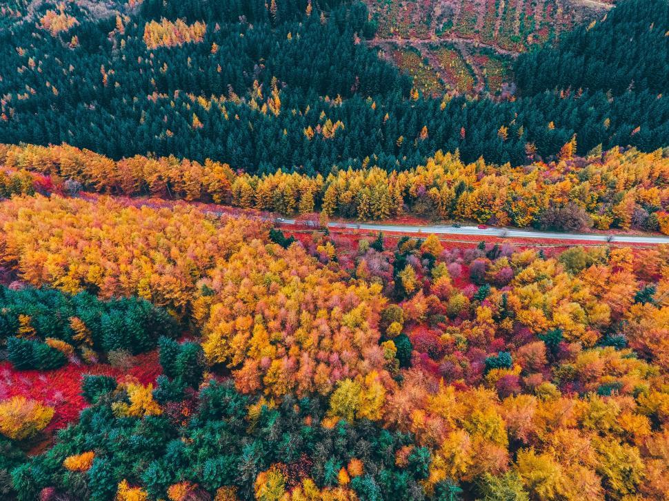 Free Image of A road through a forest 