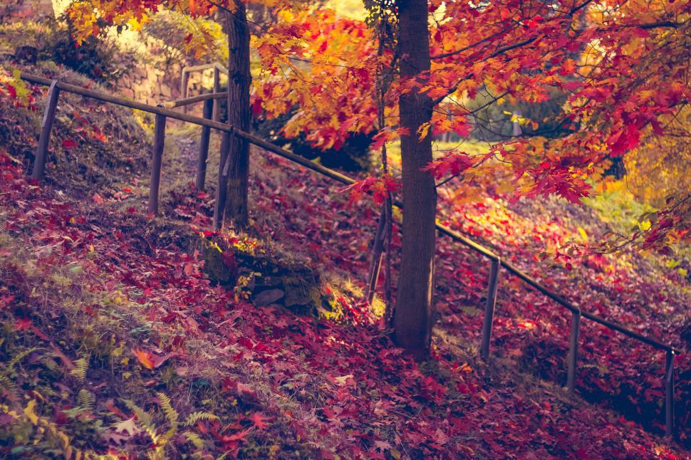 Free Image of A staircase leading to a forest 
