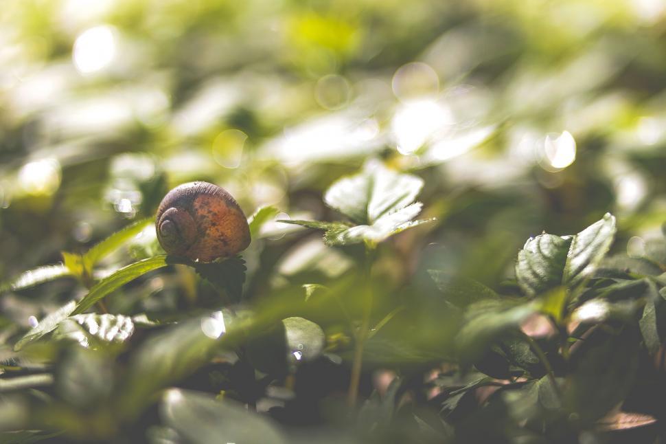 Free Image of A snail on a leaf 