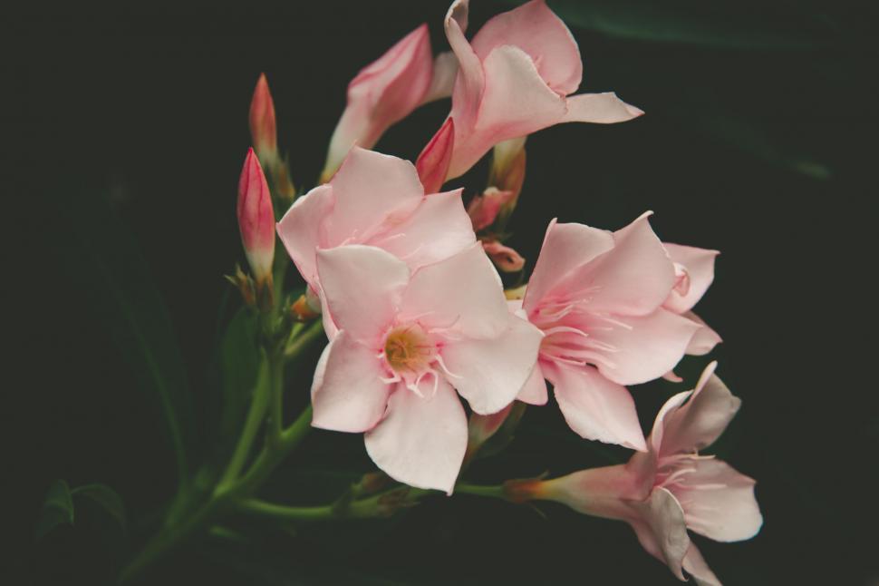 Free Image of A close up of pink flowers 