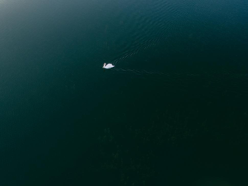 Free Image of A bird s eye view of a swan swimming in a body of water 