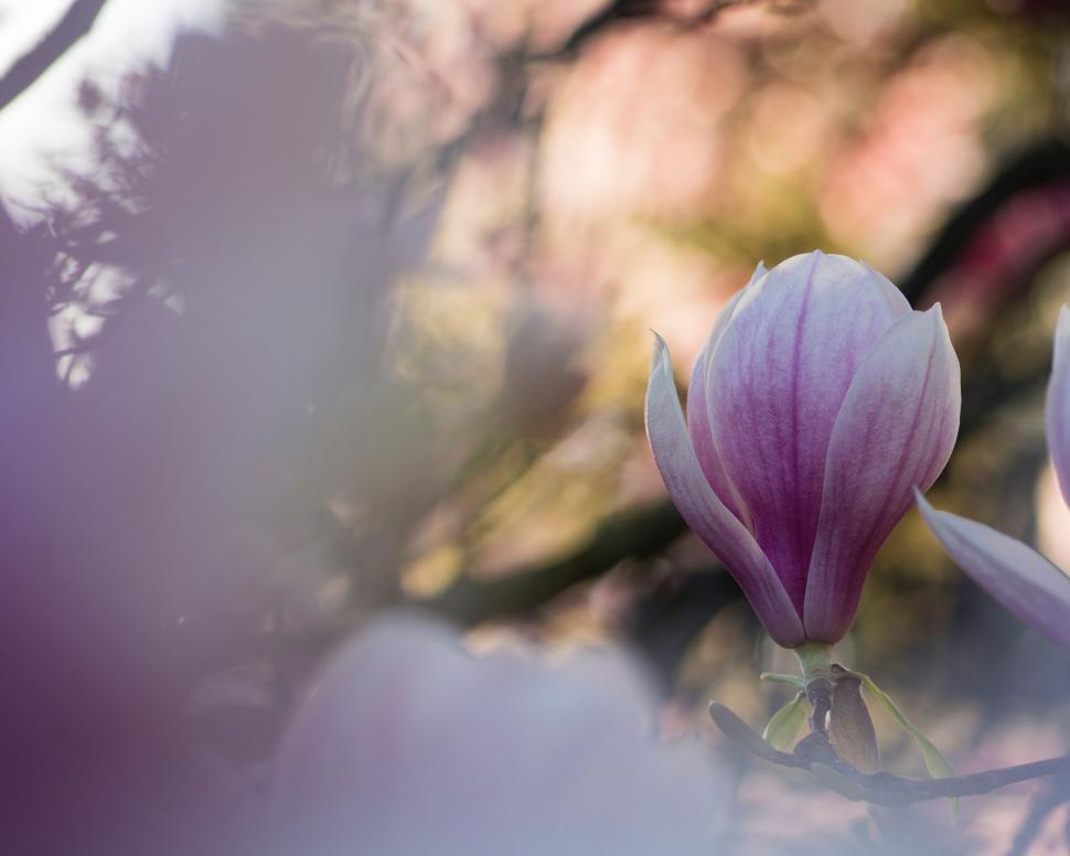 Free Image of A close up of a flower 