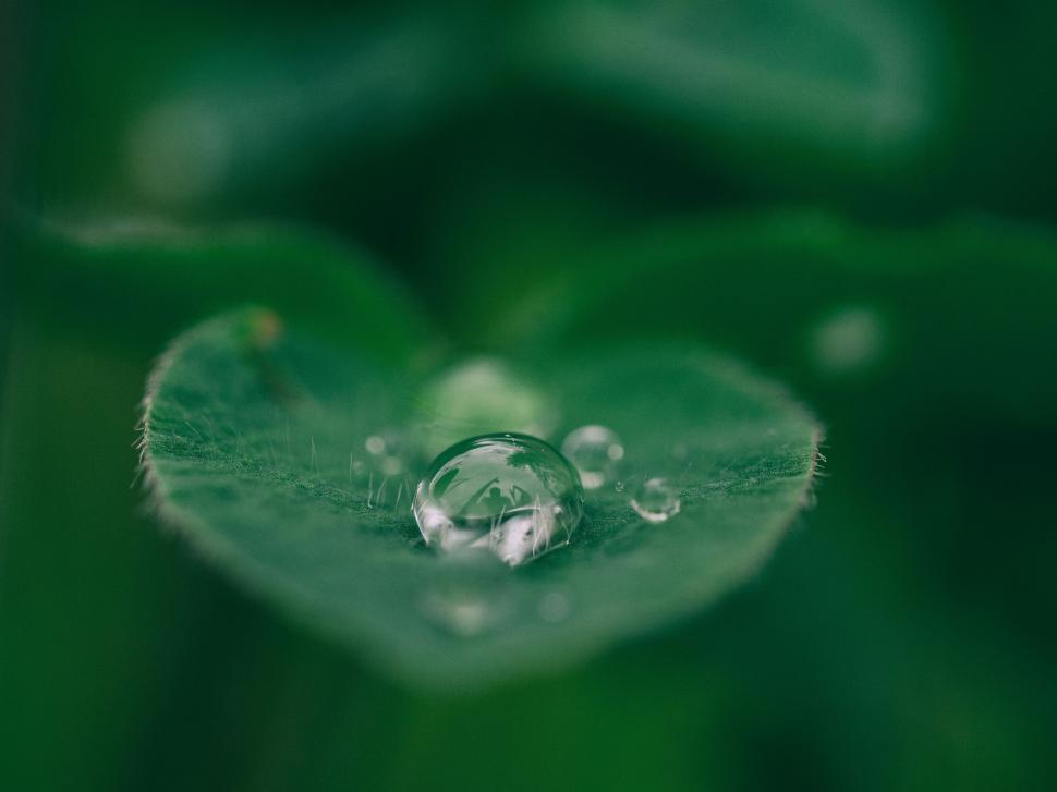 Free Image of A water droplets on a leaf 