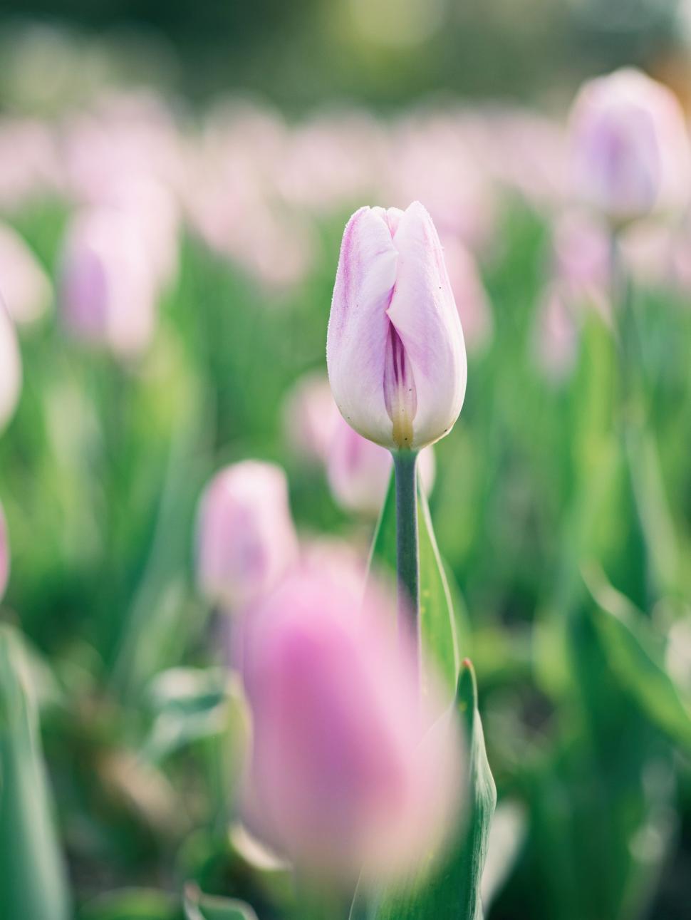 Free Image of A close up of a flower 