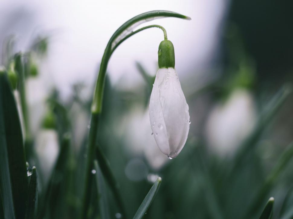 Free Image of A white flower with water drops on it 