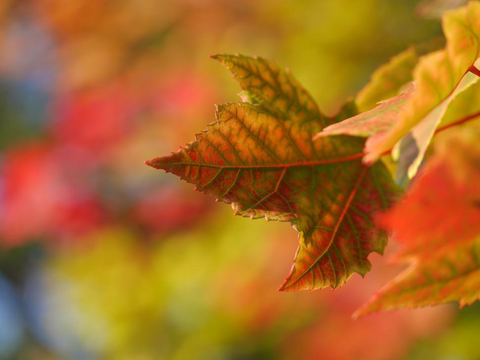 Free Image of A close up of a leaf 