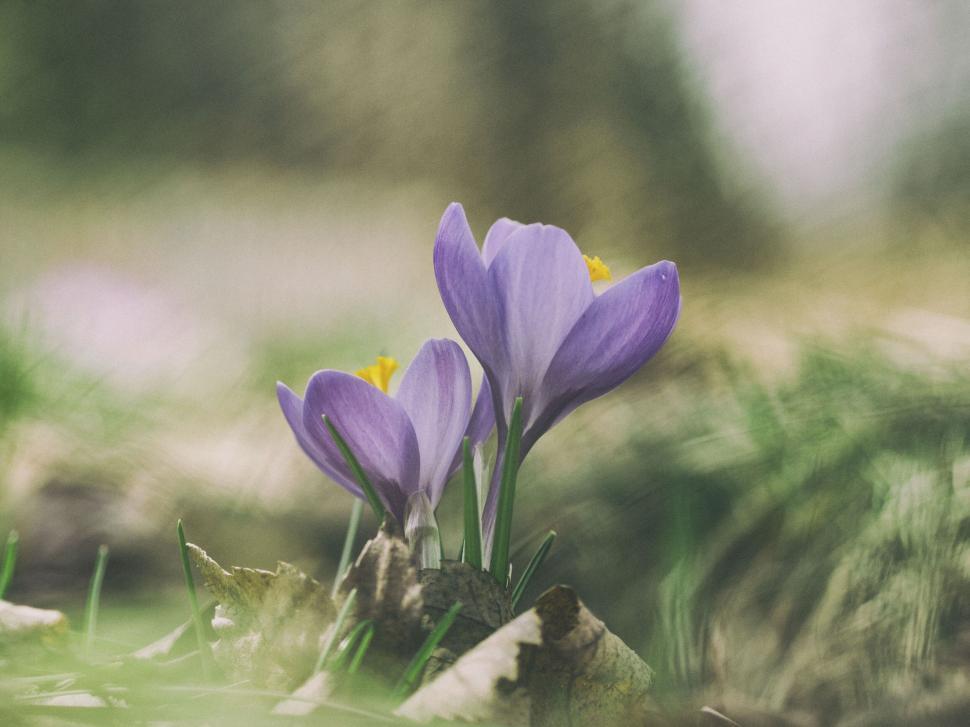 Free Image of Purple flowers growing out of leaves 