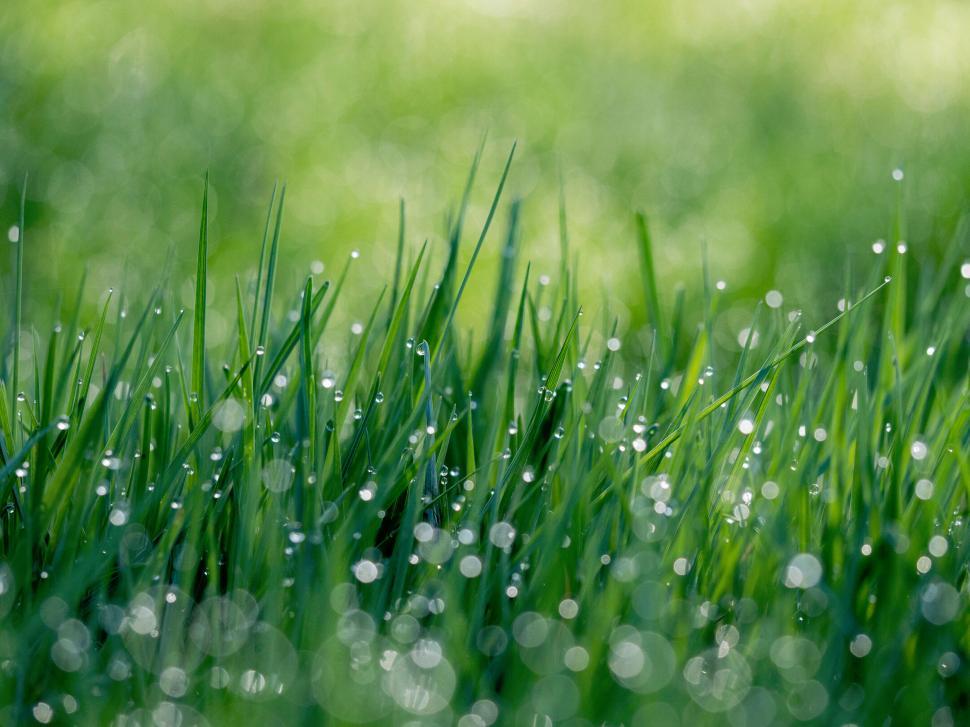 Free Image of A close up of grass with dew on it 