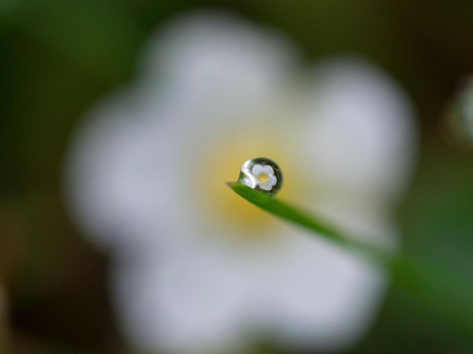 Free Image of A water droplet on a blade of grass 