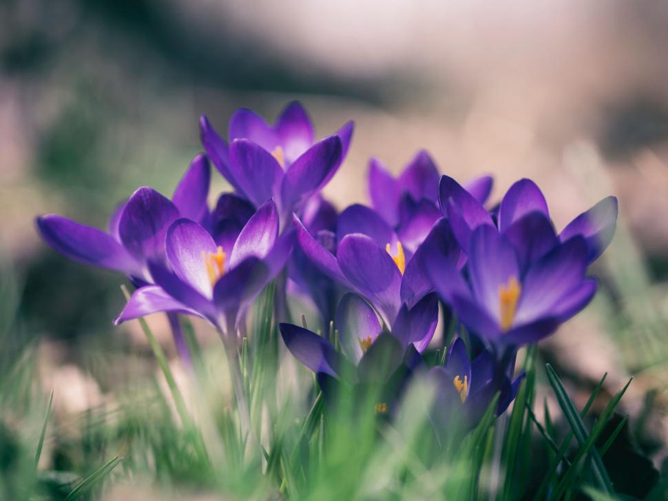 Free Image of Purple flowers in the grass 