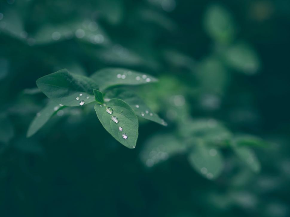 Free Image of A close up of a leaf 