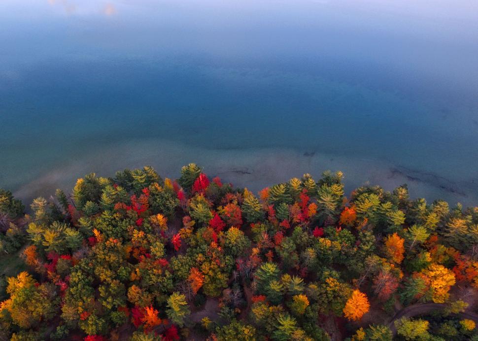Free Image of A aerial view of a forest of trees 
