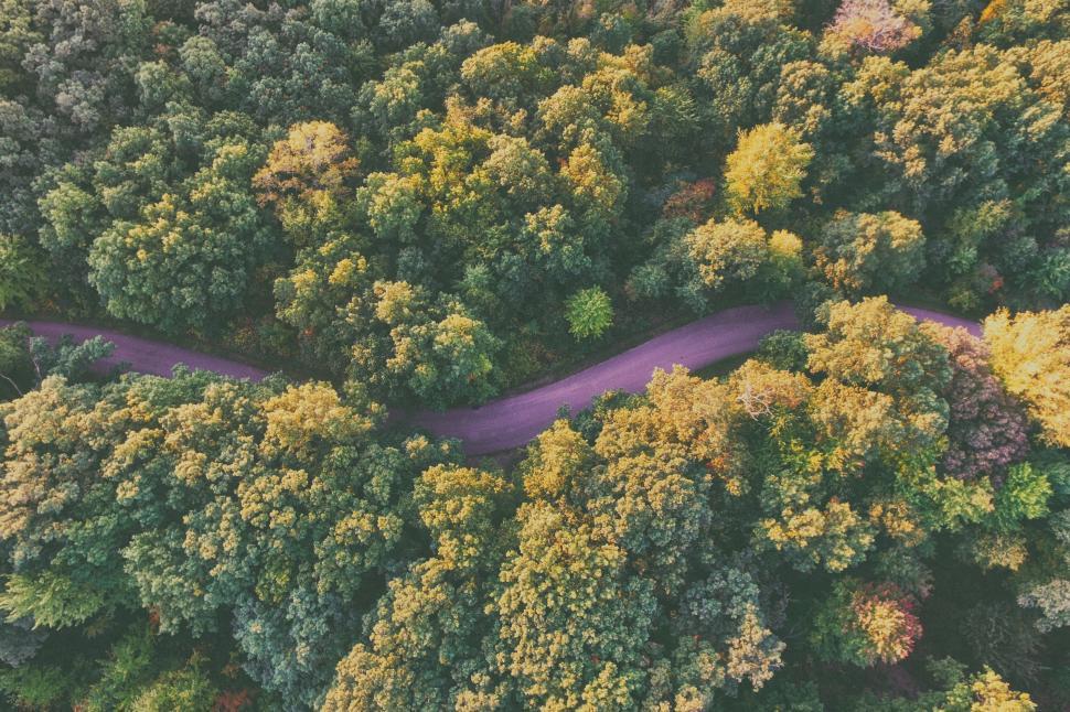 Free Image of A road through a forest 