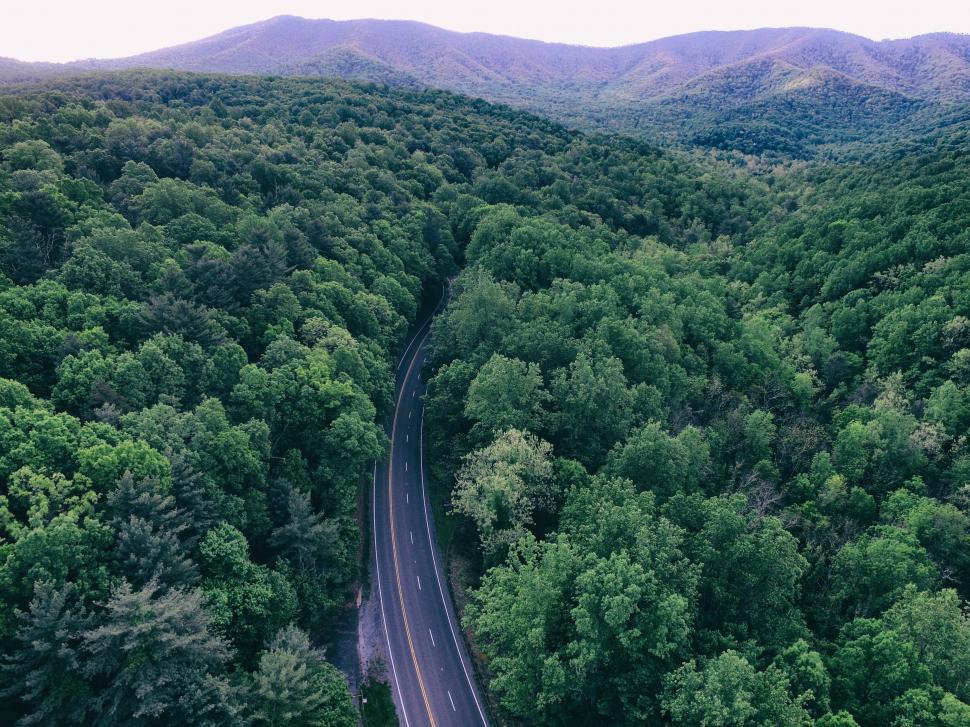 Free Image of A road through a forest 