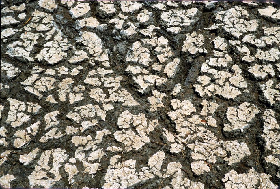 Free Image of Cracked mud background 