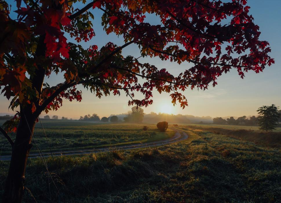 Free Image of A tree with red leaves on it and a road in the background 